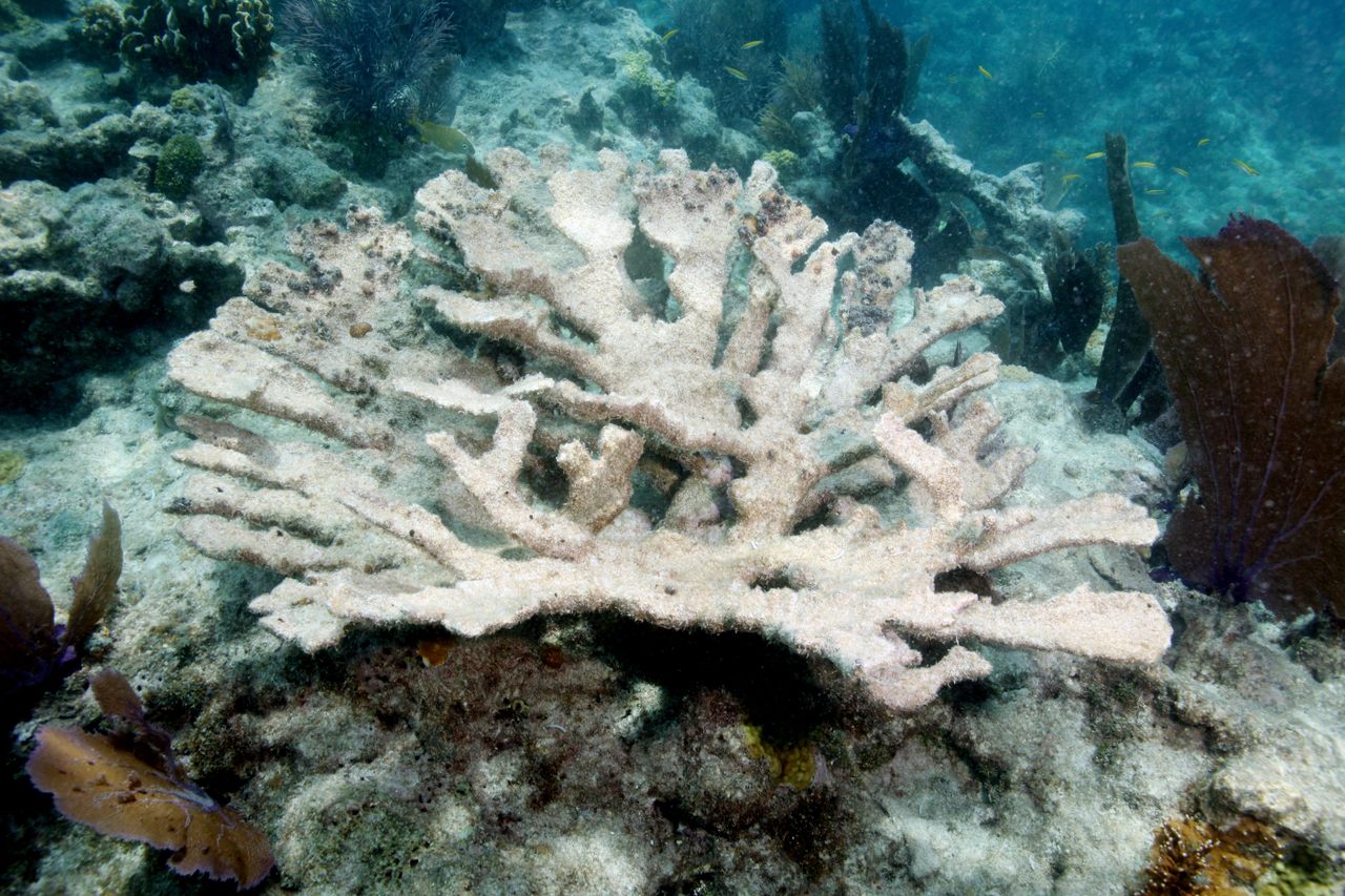 An elkhorn coral shows signs of bleaching on the coral reef of Sand Key in the waters south of Key West.