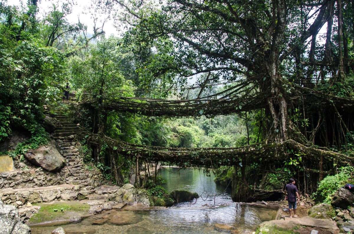 The root bridges of Cherrapunji