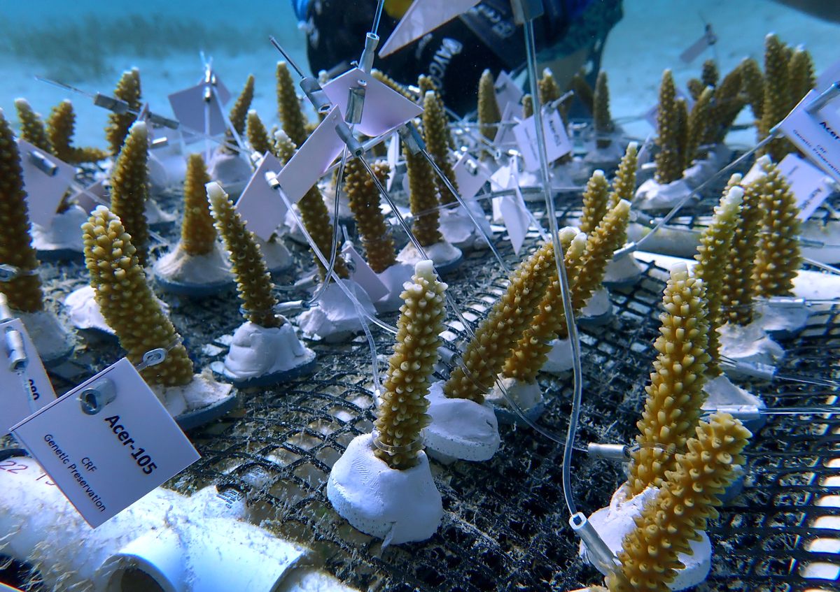 Young staghorn coral being grown in an ocean nursery.