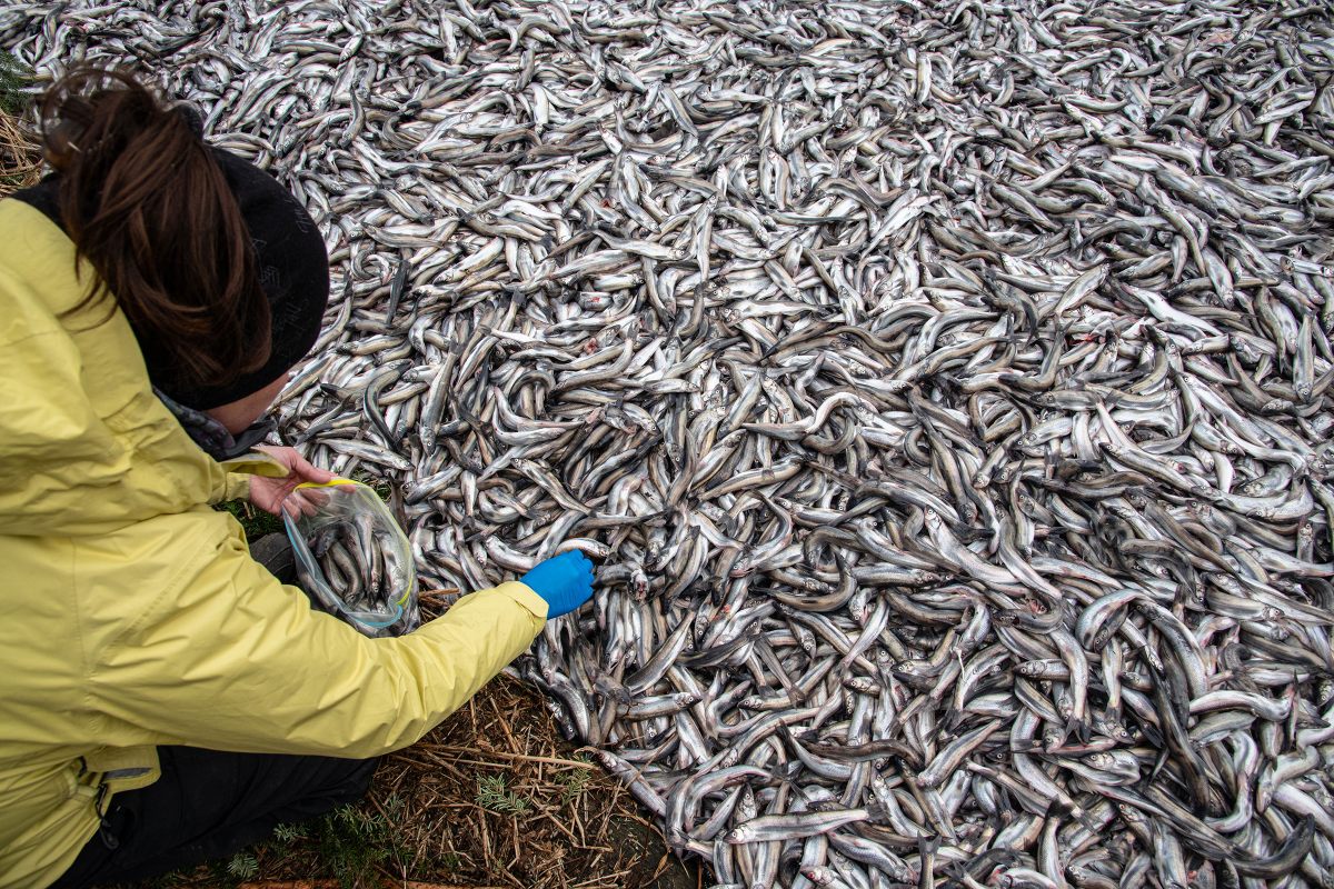 Nicole Morven collects as many as 500 eulachon from the various fishing camps along Fishery Bay each year, to analyze and monitor the health of the fishery. 