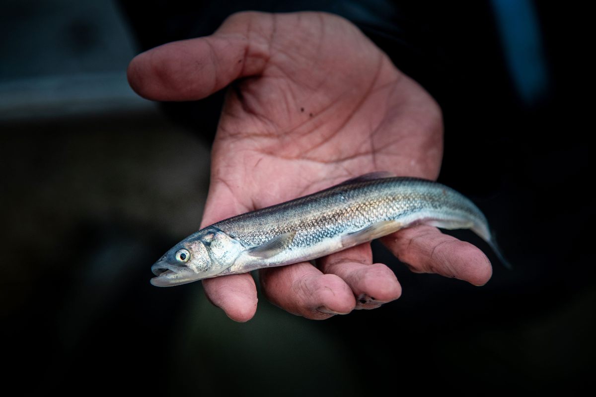 Every year, spawning eulachon (<em>Thaleichthys pacificus</em>) return to the Nass River from the sea, where they spend most of their lives.