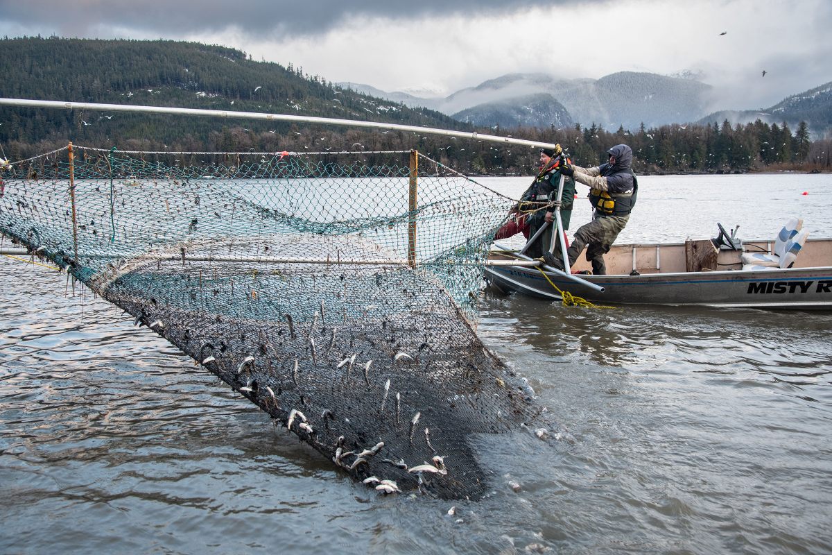 Most eulachon caught in Nisg̱a’a nets have already spawned farther up river before the rushing water sweeps them into Fishery Bay. The larvae hatch about a month later and are immediately flushed into the sea, where they stay for several years until it’s their turn to reproduce.