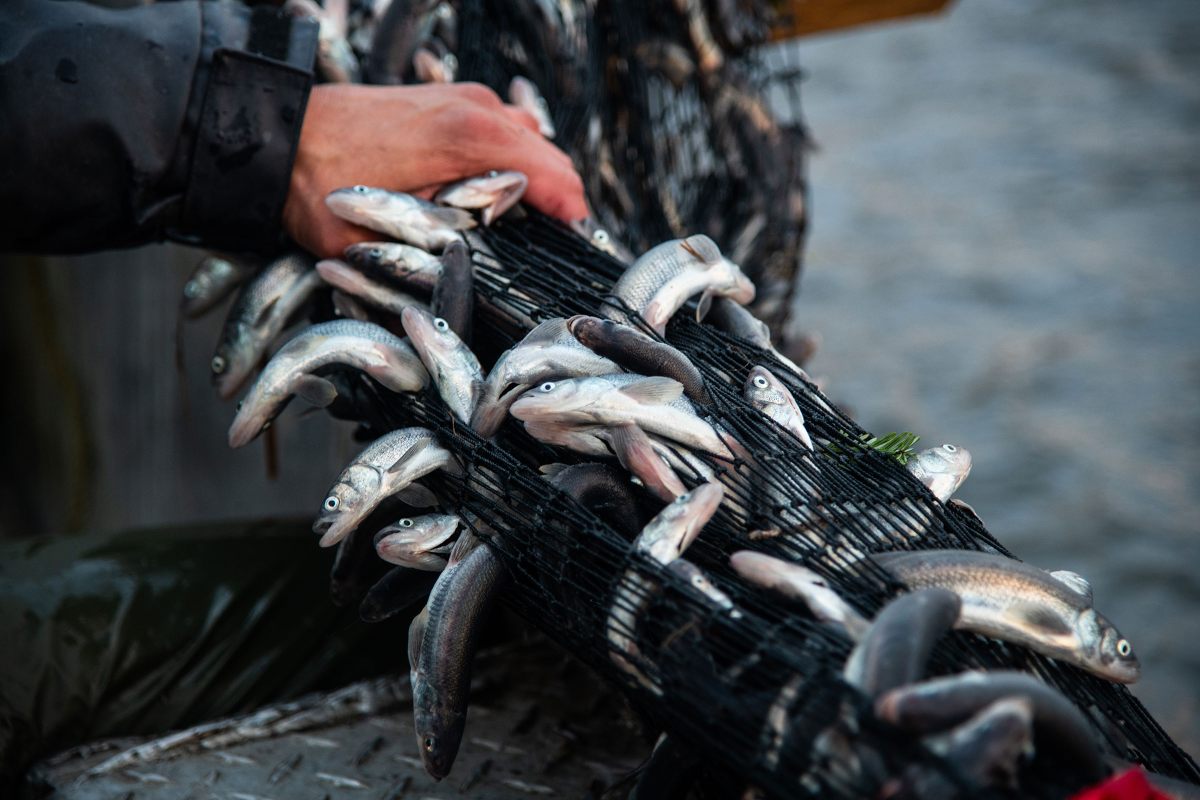 Eulachon are known by numerous names, including oolies, candlefish, salvation fish, savior fish, fathom fish, oolakan, and hooligan. The species’ scientific name, Thaleichthys pacificus, means “rich fish”—a nod to eulachon’s high concentration of fatty acids.