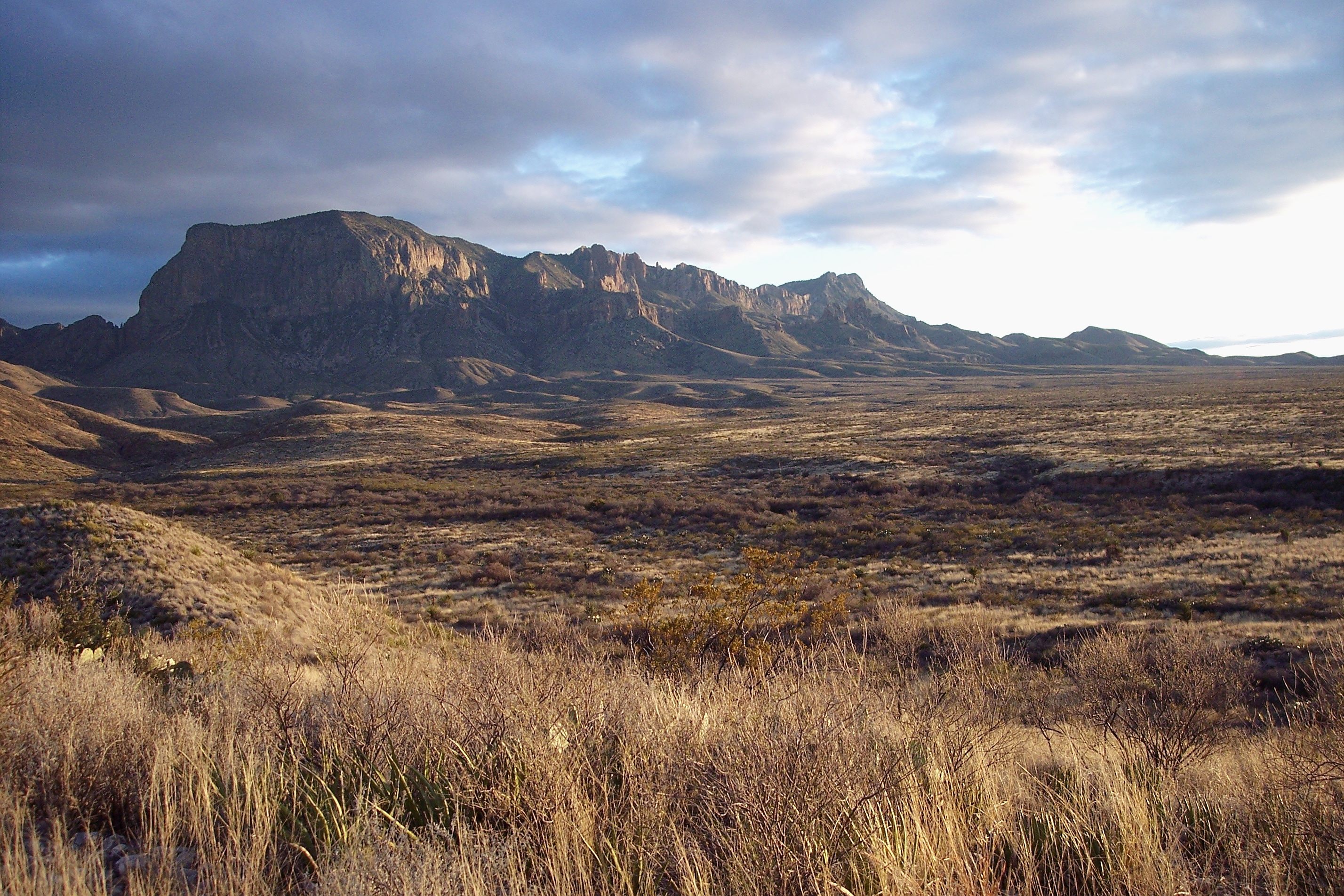The woolly devil was found within the Chihuahuan Desert, one of the most biologically diverse deserts in the world.