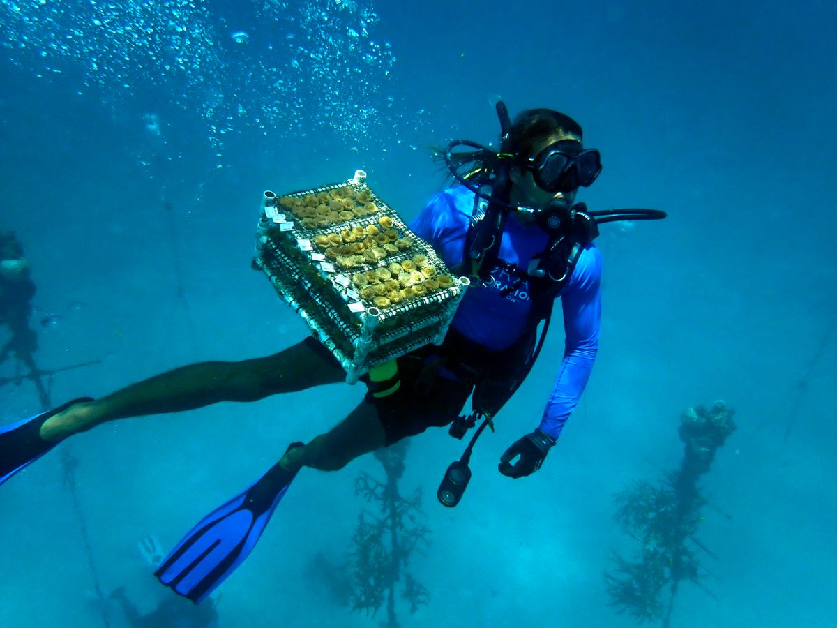 A member of the Coral Restoration Foundation brings up threatened coral transplants from the Florida Keys waters for safekeeping on land.