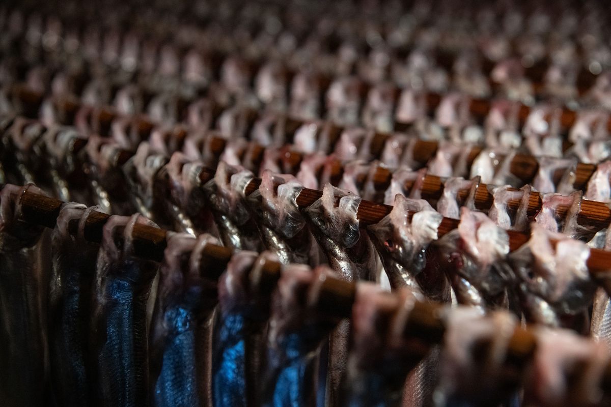 After marinating the eulachon in brine long enough for the eyes to turn white, some “stick” the fish for smoking, puncturing them under the jaw to thread a long rod through their mouths.