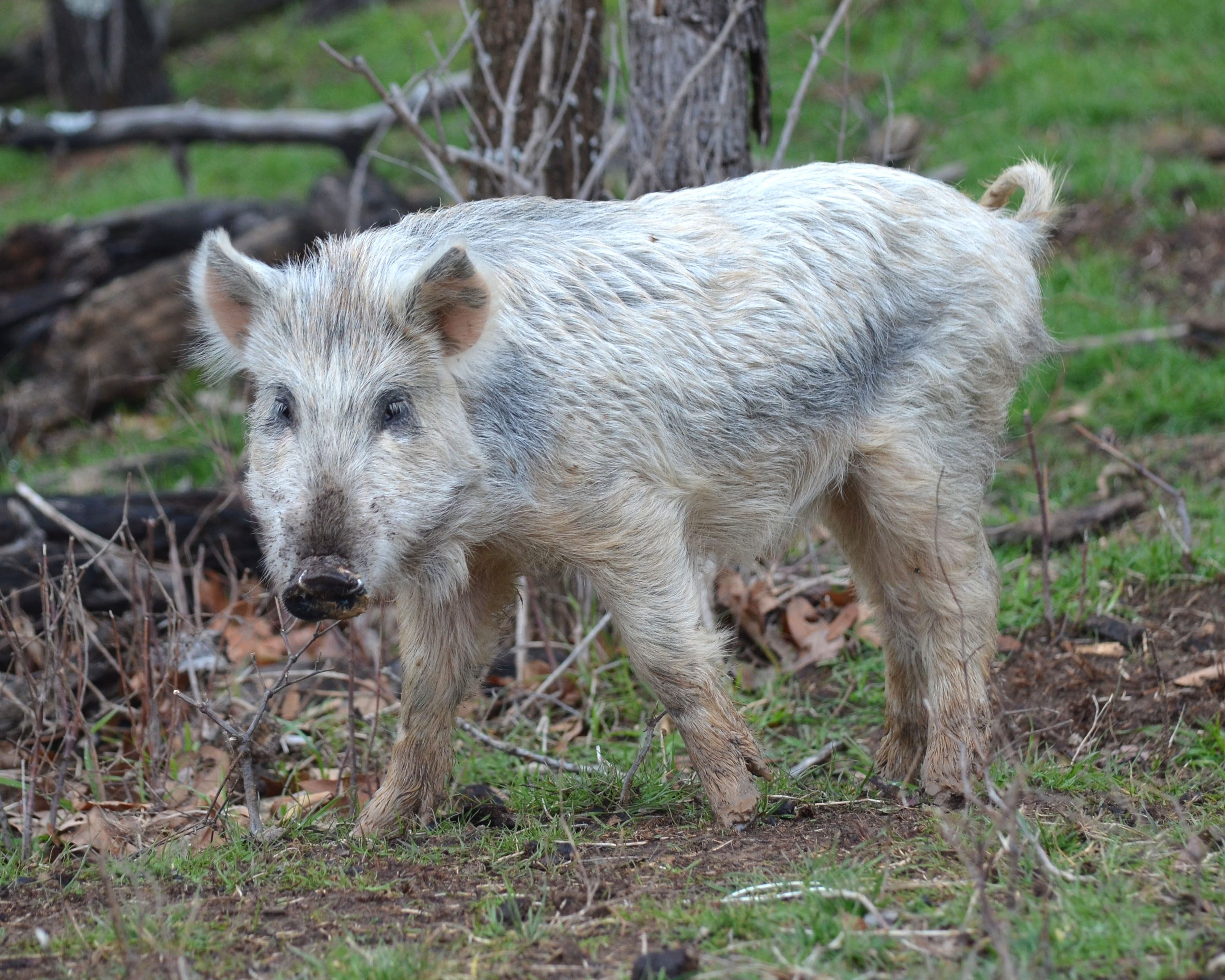 The Livestock Conservancy helped rescue the Choctaw Hog from extinction and return the breed to management by the Choctaw Nation.