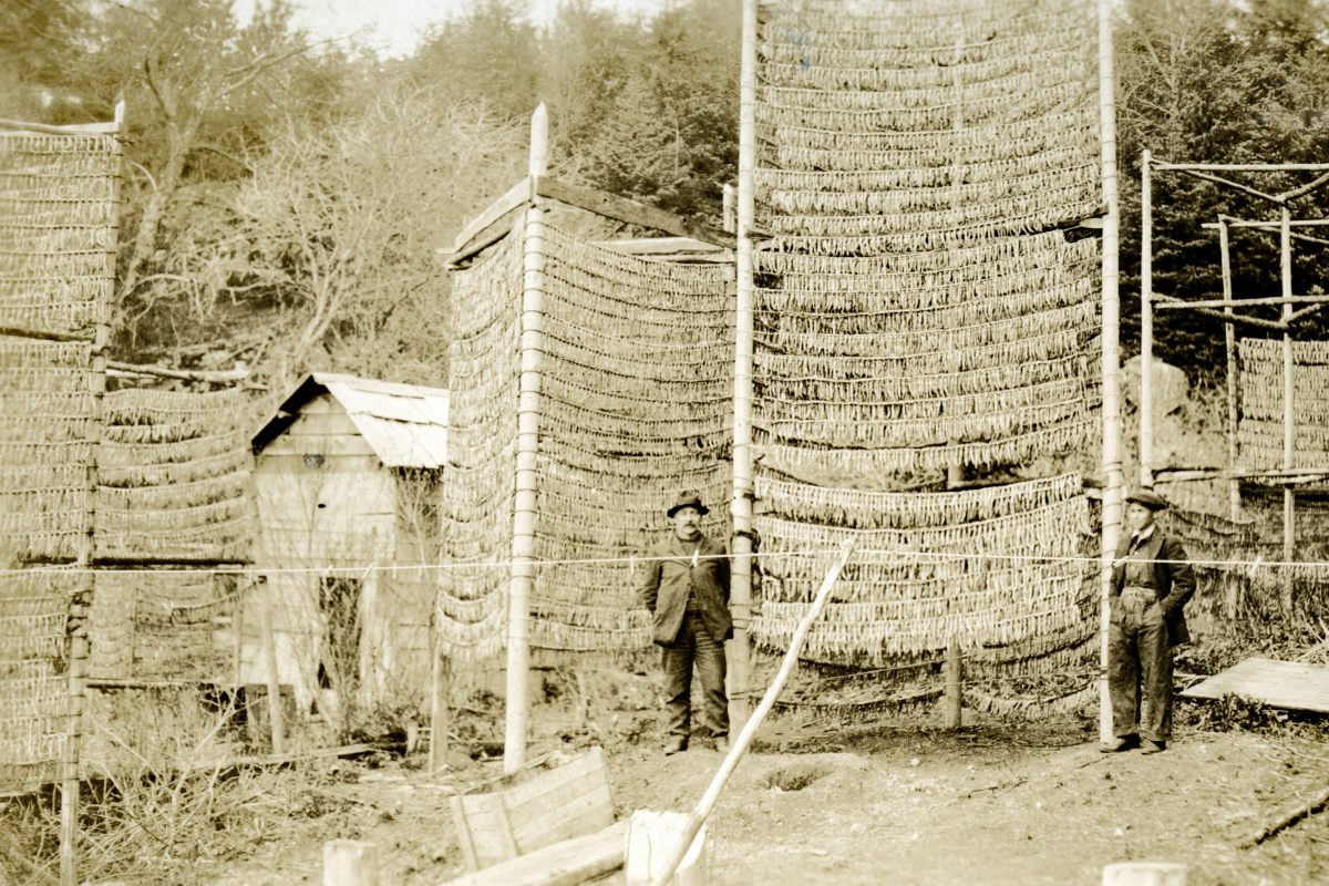 Two men pose beside a drying rack called a ganet laden with eulachon along Fishery Bay in the 1920s. Back then, a Nisg̱a’a family would typically harvest between 4.5 and 9 metric tons (up to 20,000 pounds) of eulachon each year—as many as 225,000 fish per household.