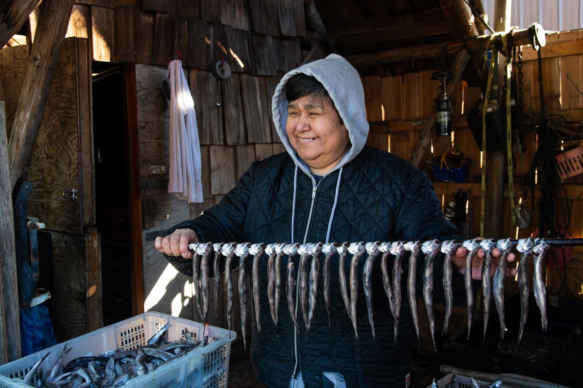 Fran Azak strings marinated eulachon on a pole for smoking. As the eulachon harvest is underway, Nisg̱a’a locals busily process the fish.