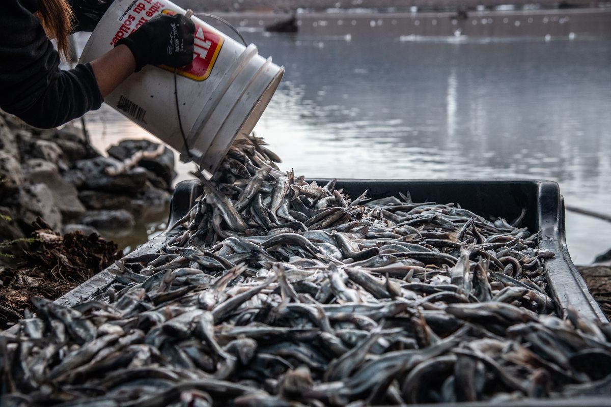 Eulachon once drew thousands of people to Fishery Bay on the Nass River and fueled extensive trade networks. Far fewer Nisg̱a’a participate in the fishery today, but eulachon remain integral to their culture and cuisine.