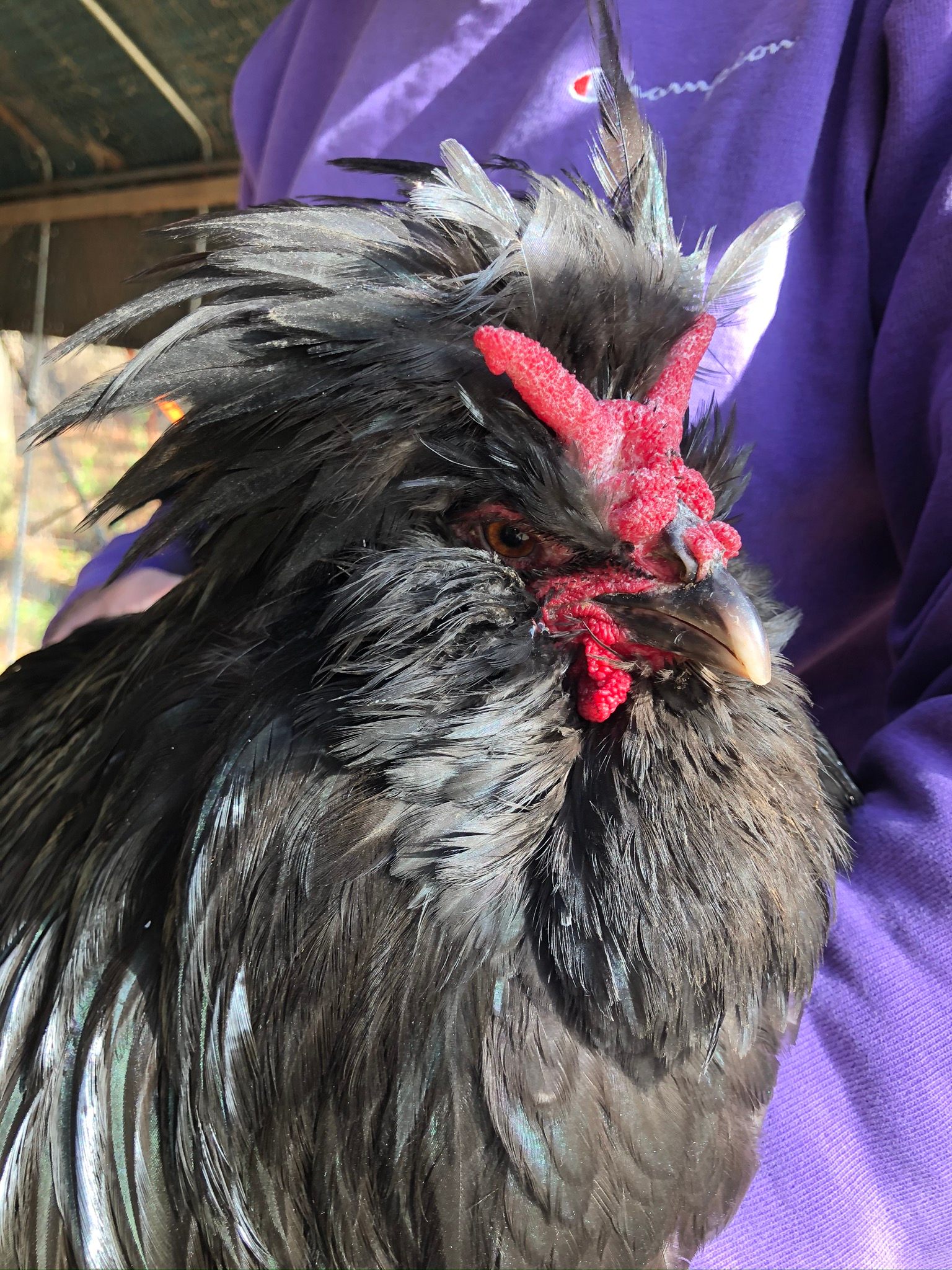 One of Beranger’s Crèvecœur chickens.