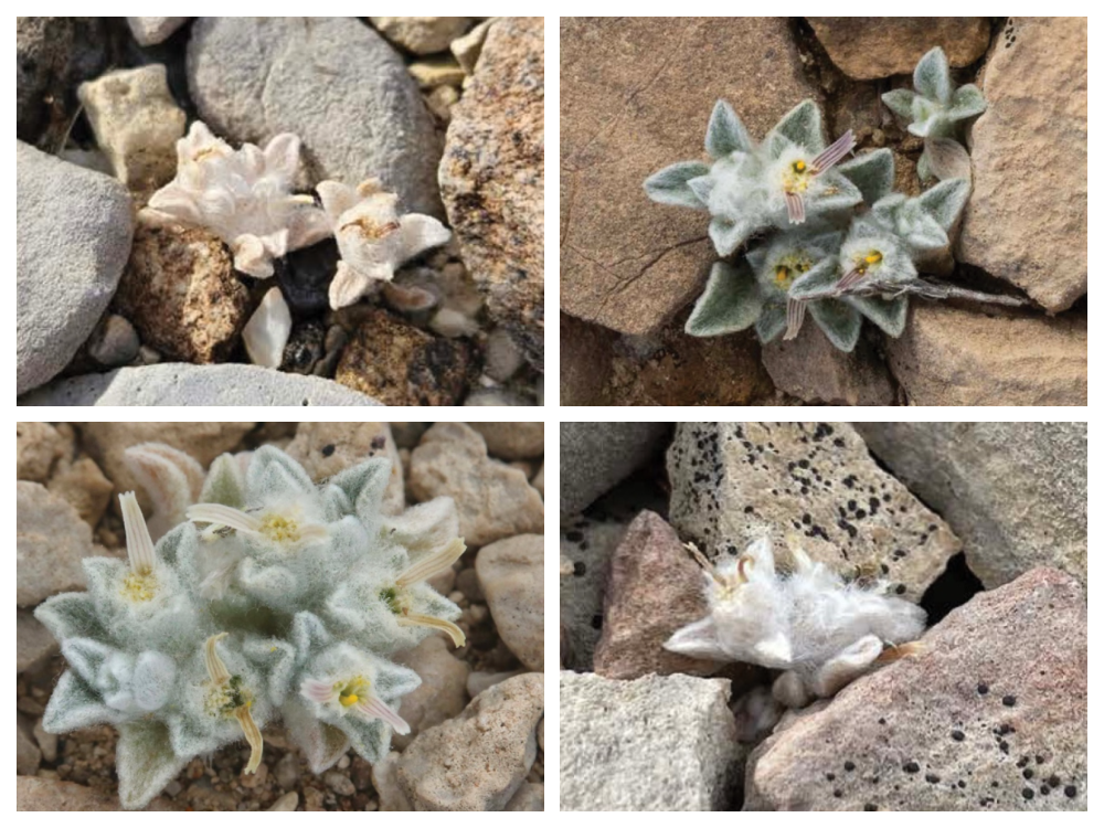 Although the woolly devil is abundant in a few small areas of the park, more research is needed to understand how to protect it.