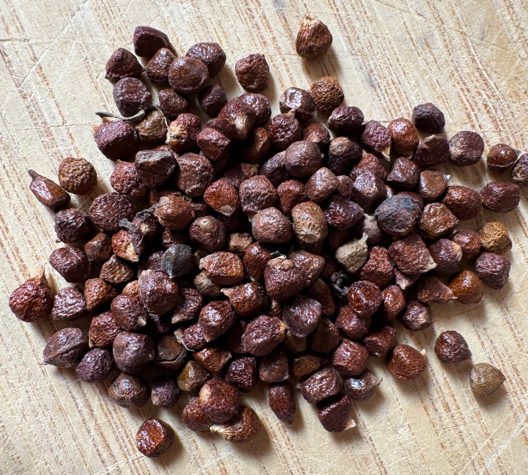 Grains of paradise seeds resemble their cardamom cousins.