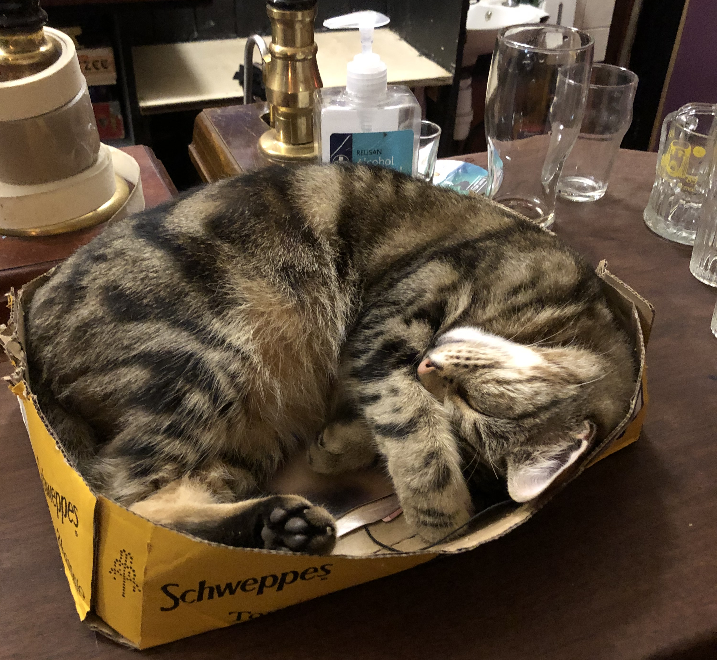 Help yourself to a gin and tonic, or a cat in a tonic box.